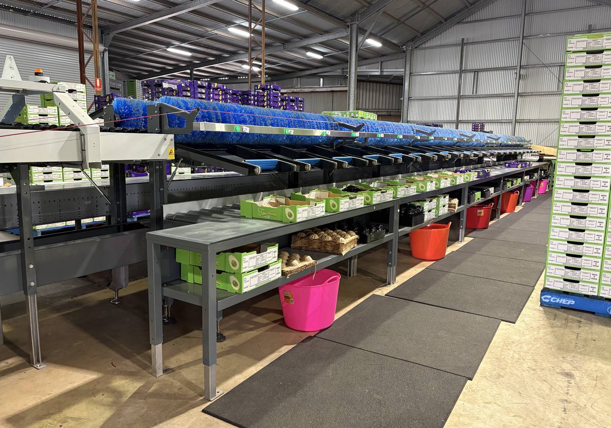 Packing stations on an avocado packing line in a commercial pack shed
